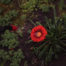 Обприскувач пневматичний 8л FLORA